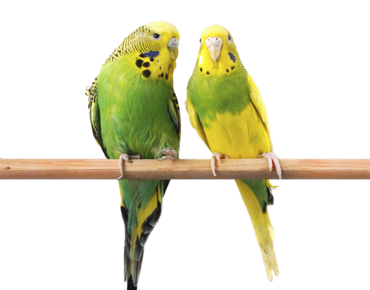 Budgerigar