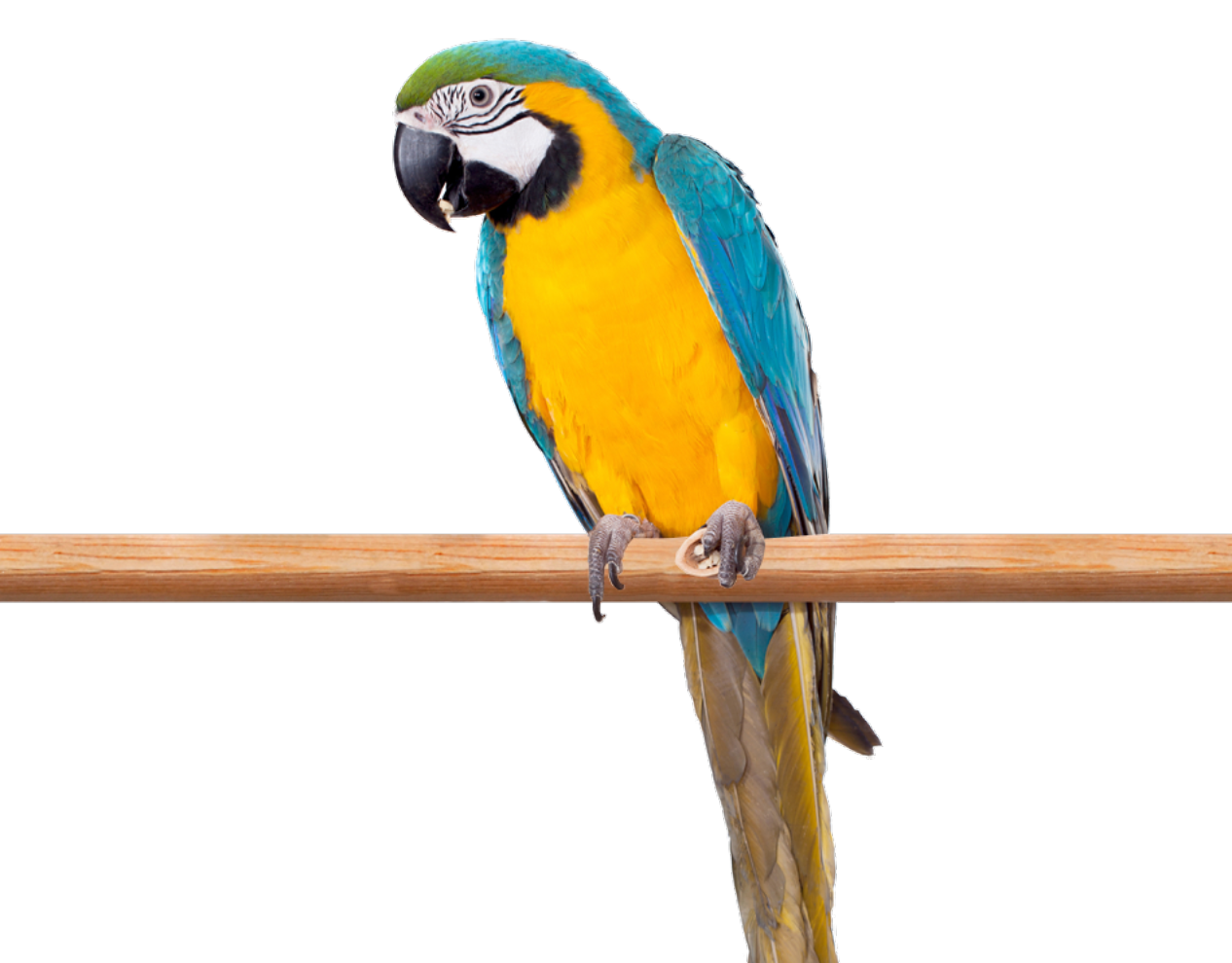 Macaw