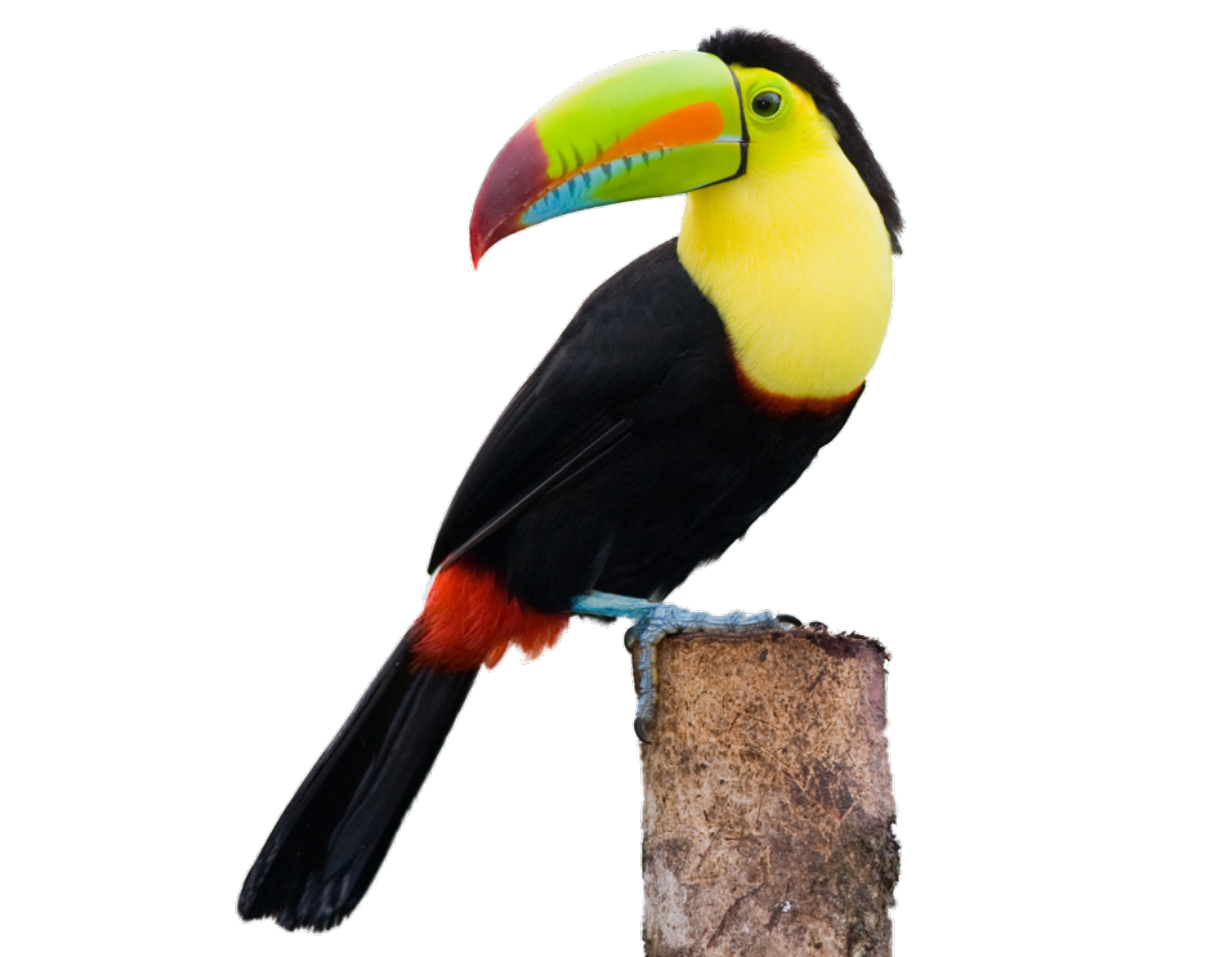 Toucan