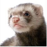 Ferret